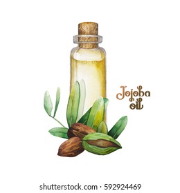 Watercolor jojoba design. Hand pained oil bottle decorated with seeds, leaves and flowers. Herbal medicine