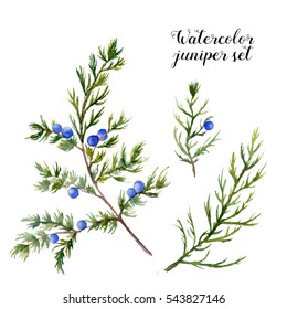 Watercolor Juniper Set. Hand Painted Evergreen Branch With Berries On White Background. Botanical Illustration For Design Or Print