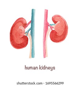 Watercolor kidneys. Hand-drawn watercolor human organs isolated on white background.