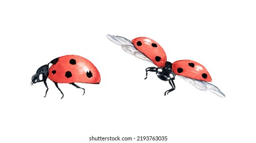 Watercolor Lady Bug Illustration On White Background. Cute Insect Clipart