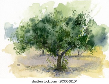 Watercolor Landscape With Olive Trees. Greek Olive Grove.