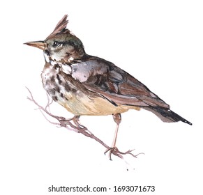 Watercolor Lark  bird animal on a white background illustration
