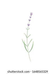 Watercolor Lavander Isolated On White Background. Minimalist Print. Hand Drawn. Perfect For Home Decor, Printable Art, Greeting Cards, Invitations. 