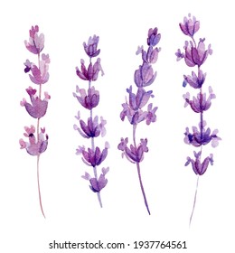Watercolor lavender flowers on isolated on white background.