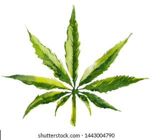 Watercolor leaf of hemp. Hemp drawing cannabis. Marijuana freehand drawing. Hand-painted botany cannabis leaves illustration on white background.