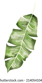 Watercolor Leave, Handmade, Green Tropical Foliage, White Background, Isolated