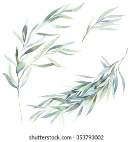 Watercolor leaves branch set. Hand painted eucalyptus elements isolated on white background. Artistic clip art