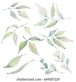 watercolor leaves collection. It's perfect for cards, patterns, flowers compositions, frames, wedding cards and invitations.