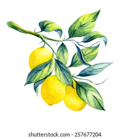 Watercolor Lemon Branch On White Background