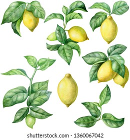 Watercolor Lemon Clip Art. Yellow Citrus Clipart.