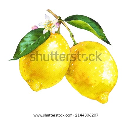 Watercolor lemon. Two realistic lemons on a branch isolated on white background.