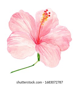 Watercolor Pink Hibiscus Flower On Isolated Stock Illustration ...