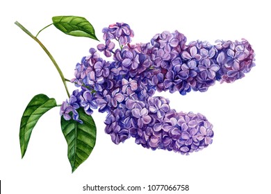 ライラック 花 のイラスト素材 画像 ベクター画像 Shutterstock