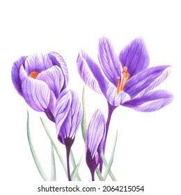 Watercolor Lilac Purple Pink Spring Flower Crocus