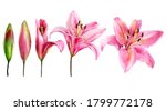 Watercolor lily, elegant pink lilly flower on an isolated white background, watercolor hand drawn flower, stock illustration.	