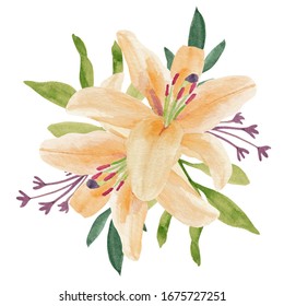 Watercolor Drawing Lily Flowers Green Leaves Stock Illustration 1179184555