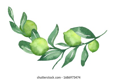 watercolor lime branch isolated on white background, Hand drawn, Watercolor illustration - Shutterstock ID 1686973474