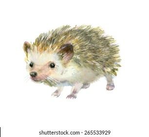 Watercolor Little Hedgehog.