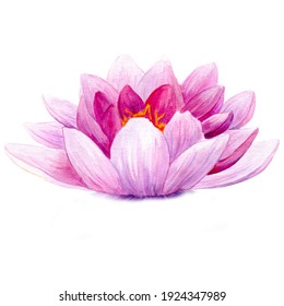 Watercolor Lotus Flower On White Background