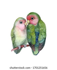 Watercolor Love birds isolated on white background. Cute parrots couple illustration. Lovebirds perch on a tree branch. Tender feelings, Valentine's Day concept. Two animals in love. The kiss
