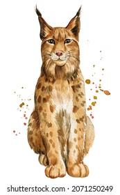 Watercolor lynx. Hand painted on a white background. Festive nature illustration for design, print