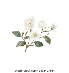 Watercolor Magnolia Branch. Illustration Of Magnolia Flower.