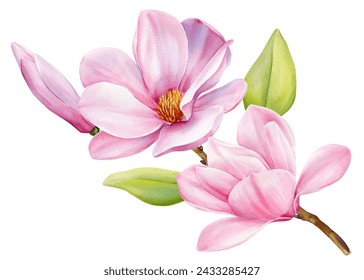 Flor magnolia acuarela 