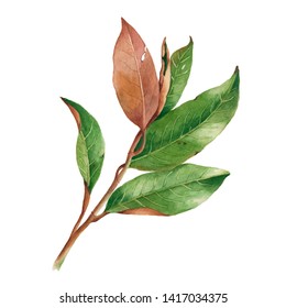 Watercolor Magnolia Tree Branch. Isolated Hand Drawn Illustration. Elegant Botanical Drawing For Decor, Invitations, Package Design.