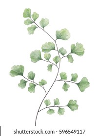 Watercolor maidenhair fern. Floral illustration isolated on white background.