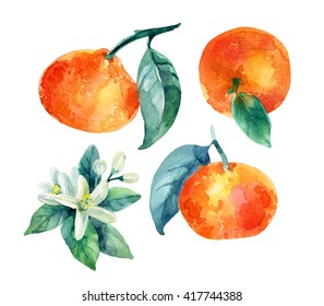Watercolor mandarine orange fruit set with leaves and blossom isolated on white background. Orange citrus tree. Mandarin bloom. Tangerine with leaves, branch, flower. Hand painted illustration