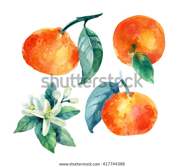 白い背景に葉と花を持つ水色のオレンジのフルーツセット オレンジのかんきつ類 みかんの花 葉と蜜柑 枝と花 手描きのイラスト のイラスト素材