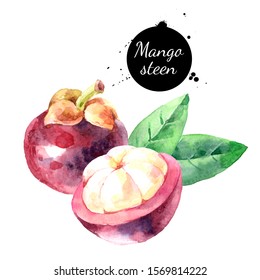 Watercolor mangosteen fruit illustration. Painted isolated superfood on white background