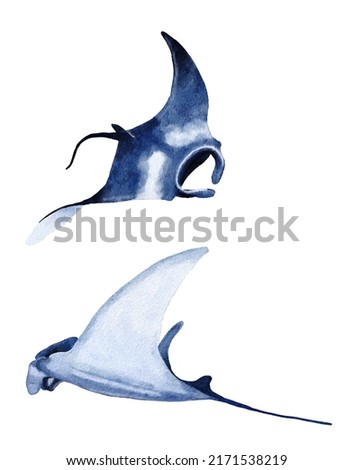 Watercolor manta ray hand drawn illustration, sea ocean underwater marine nautical design, endangered species animal, pacific waters wildlife.