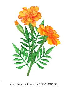 Watercolor Marigold Flower, Leaves. Bouquet Isolated On White Background. Hand Painting On Paper