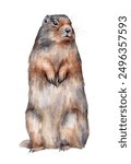 Watercolor Marmot. Hand drawn groundhog isolated on white background.