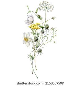 Watercolor meadow flowers bouquet of blueberry, tansy and buttercup. Hand painted floral poster of wildflowers isolated on white background. Holiday Illustration for design, print, background.