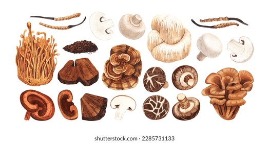 Watercolor medicinal mushroom  adaptogenic plant  Hand  drawn illustration isolated white background  Perfect concept for healthy chinese medicine popular superfood  design packing 