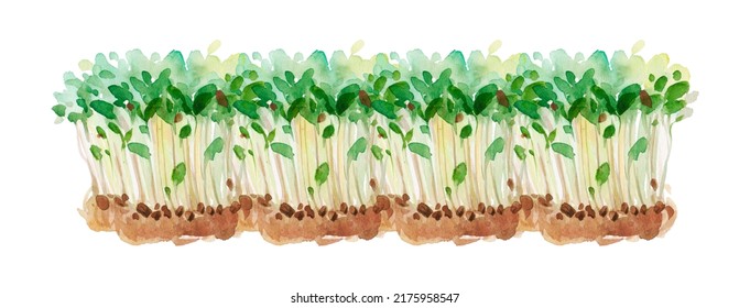 Watercolor Microgreens Sprouts Isolated On White Background. Vegan Micro Sunflower Greens Shoots. Growing Sprouted Sunflower Seeds, Eco Soil Substrate, Microgreens, Minimal Design, Banner