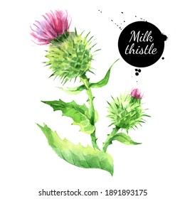 Watercolor Milk Thistle Illustration. Painted Isolated Superfood On White Background