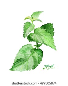 Watercolor mint branch. Hand painted realistic illustration. Vintage design mint on white background.