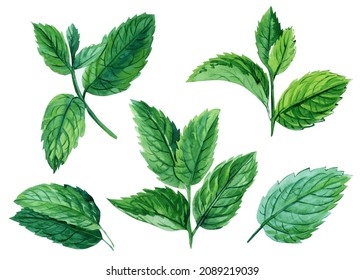 Watercolor mint collection. Hand drawn illustration of the fresh mint leaves isolated white background