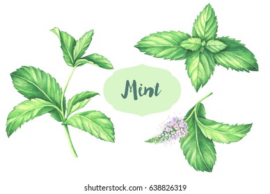 Watercolor mint collection. Hand drawn illustration of the fresh mint leaves with mint flower isolated on white background.
