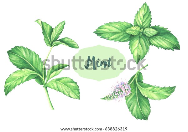 水彩ミントコレクション 白い背景に新鮮なミントの葉とミントの花の手描きのイラスト のイラスト素材