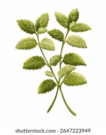 Watercolor Mint Leaf PNG — Aromatic Herb Clipart with Transparent Background for Tea Labels, Natural Products