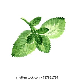 Watercolor Mint Leaves. Hand Drawn Illustration Organic Food Vegetarian Ingredient
