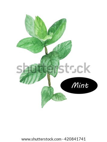 Watercolor mint plant peppermint isolated on white background. Kitchen herbs and spices banner. Mentha. Mints are aromatic, almost exclusively perennial, rarely annual, herbs. Healthy organic food