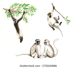 Watercolor Monkey Illustration In Various Poses