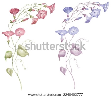 Watercolor Morning Glory on the white Background. Birth Month Flower. Stockfoto © 