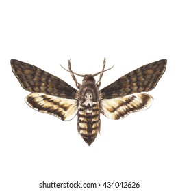 Watercolor Moth Illustration