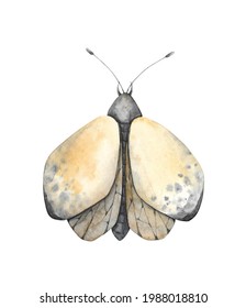 Watercolor Moth Illustration. Flying Insect Clip Art Isolated On White Background. Night Butterfly Clipart.